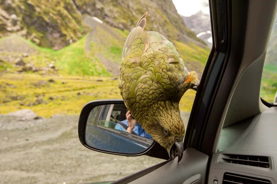 From Christchurch: Arthur's Pass with TranzAlpine & Lunch - Timing, pickups, and what to bring