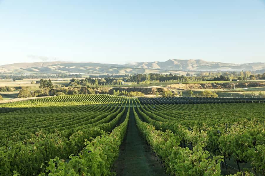 From Christchurch: Guided Local Wine Tours in Waipara - Why Waipara makes sense from Christchurch
