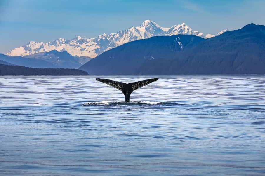 From Christchurch: Kaikōura Day Tour With Dolphin Encounter - The five details that shape this Kaikōura day trip