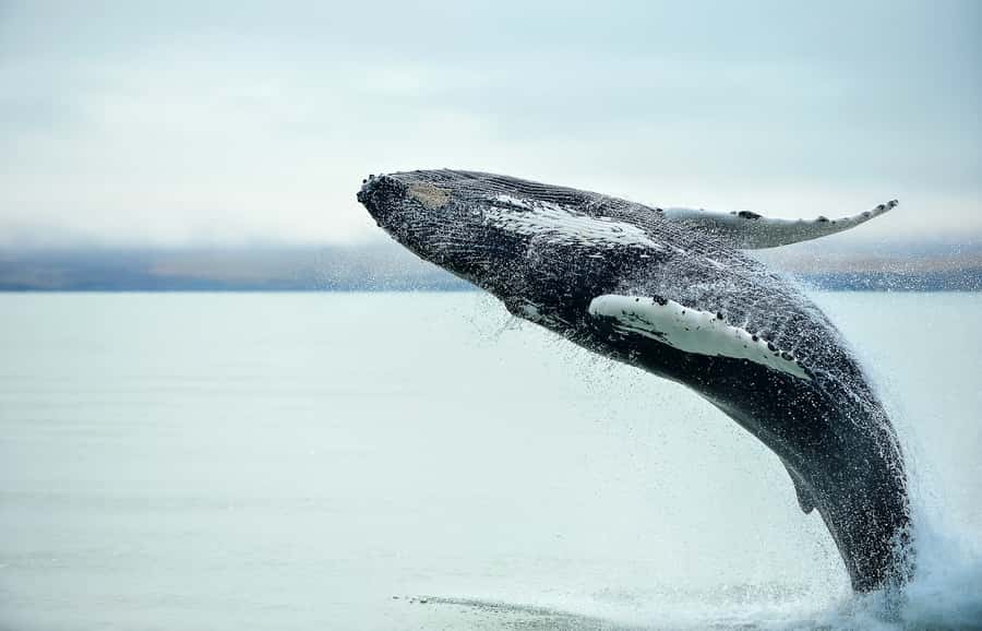 From Christchurch: Kaikōura Day Tour with Whale Watching - Why Kaikōura is such a strong day trip from Christchurch