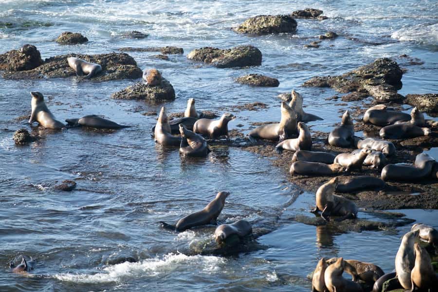From Christchurch: Kaikōura Day Tour with Whale Watching - Canterbury, Cheviot, and the Pacific coast