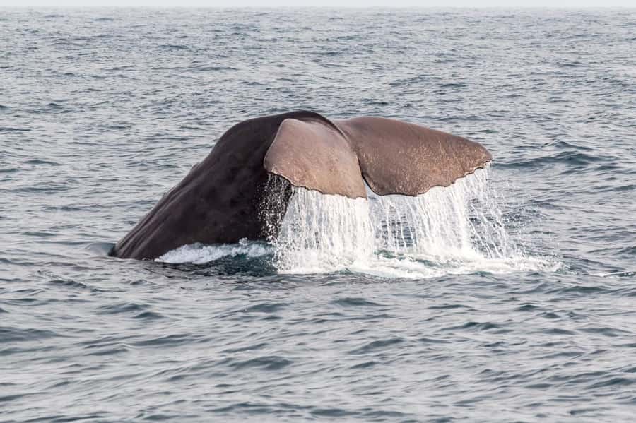From Christchurch: Kaikōura Day Tour with Whale Watching - Is $227 a fair price?