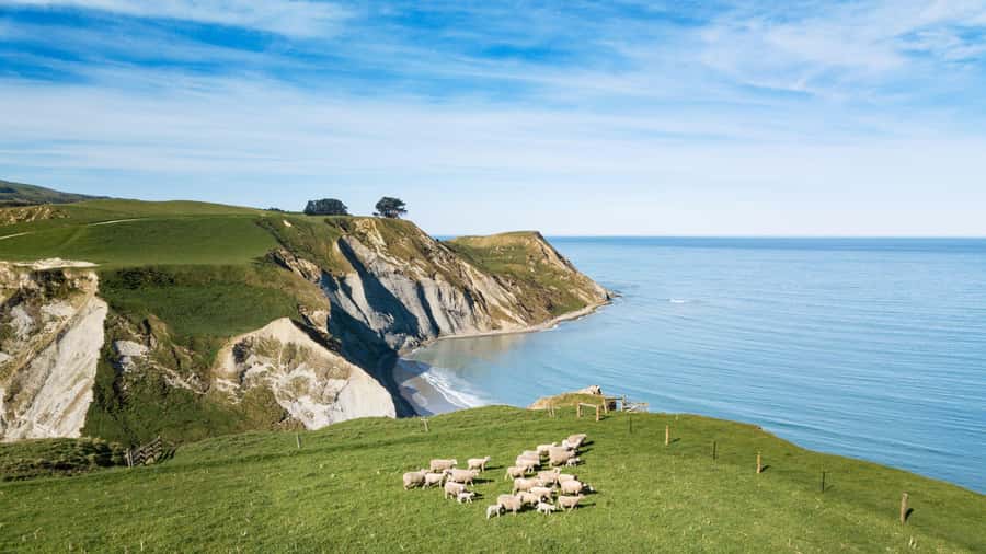 From Christchurch: Sheep Farm Experience with Lunch & Winery - Louise’s Lookout and the picnic lunch