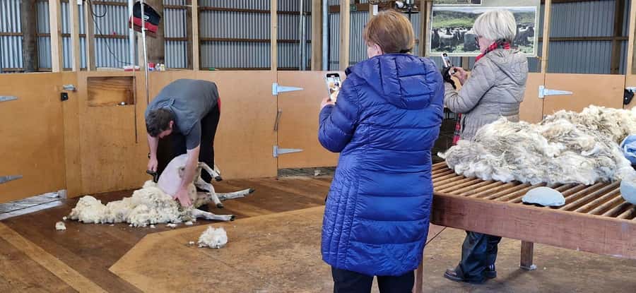 From Christchurch: Sheep Farm Experience with Lunch & Winery - What the six-hour schedule feels like