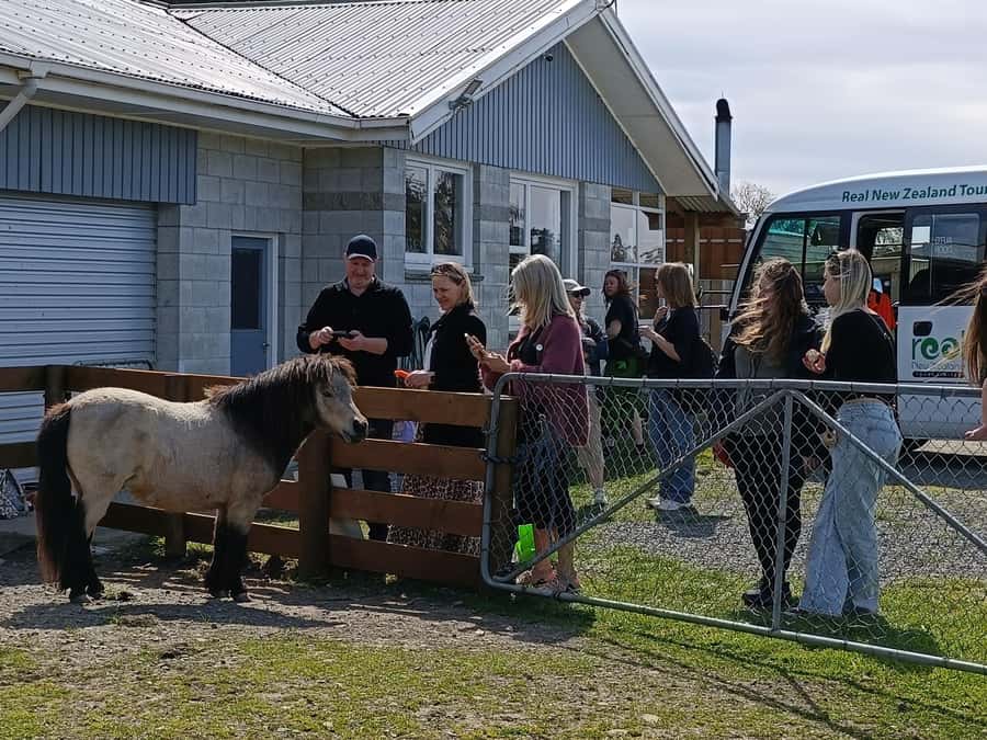 From Christchurch: Sheep Farm Experience with Lunch & Winery - Watching sheep shearing and farm dogs at work