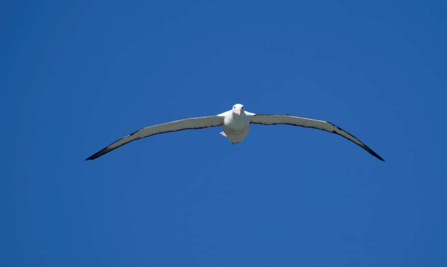 From Dunedin: City, Otago Peninsula & Albatross Guided Tour - Key points at a glance