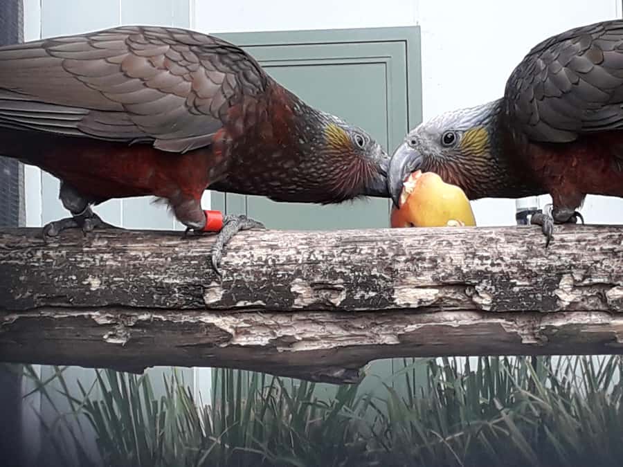 From Dunedin: City, Otago Peninsula & Albatross Guided Tour - Why this six-hour tour works well