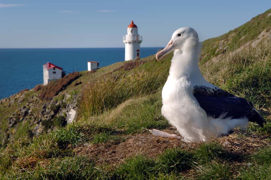 From Dunedin: City, Otago Peninsula & Albatross Guided Tour - Dunedin’s steep streets, gardens, and viewpoints