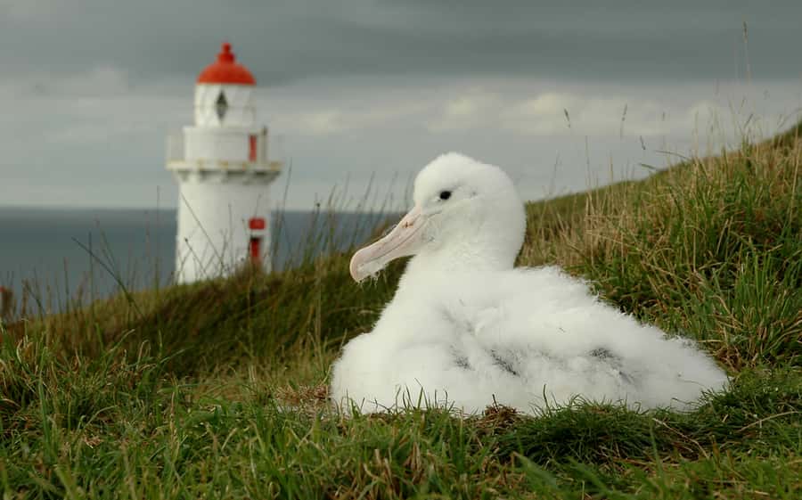 From Dunedin: City, Otago Peninsula & Albatross Guided Tour - The Royal Albatross Centre and its one-hour visit