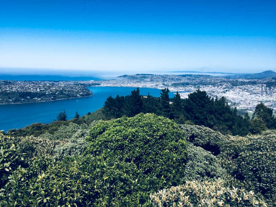 From Dunedin: City, Otago Peninsula & Albatross Guided Tour - The return route along the harbor