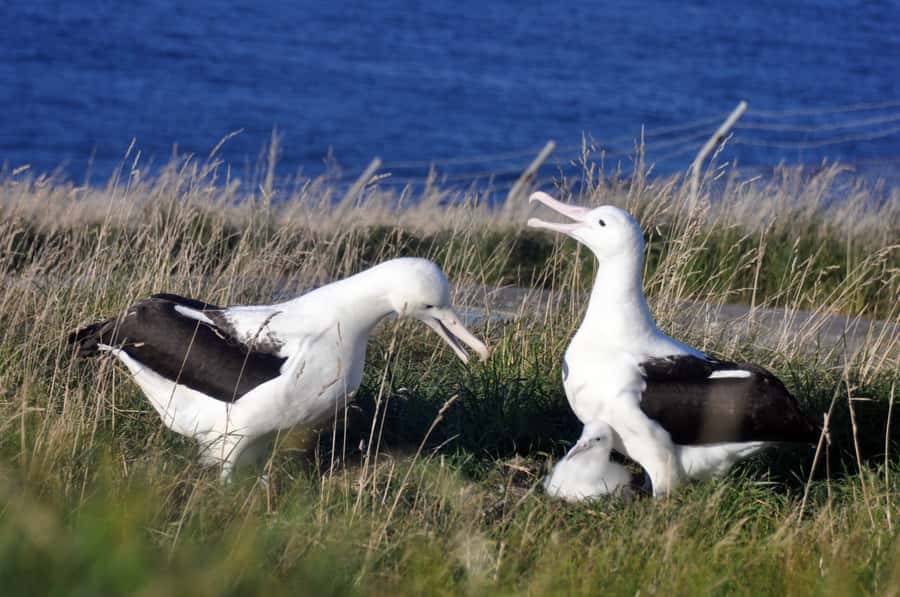 From Dunedin: City, Otago Peninsula & Albatross Guided Tour - Lunch is quick, so plan ahead