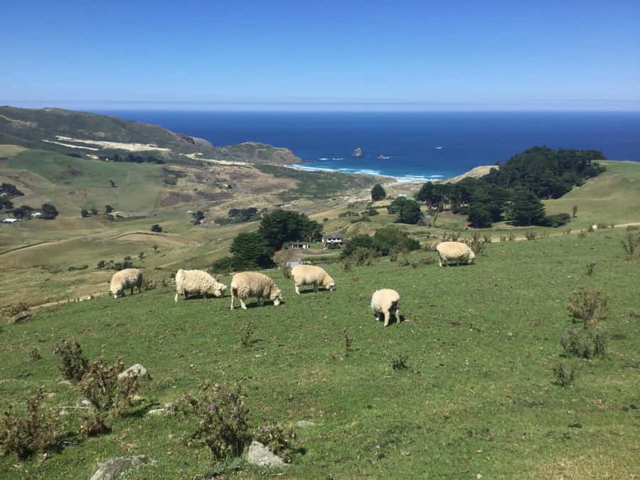From Dunedin: City, Otago Peninsula & Albatross Guided Tour - Starting at Port Chalmers or The Octagon