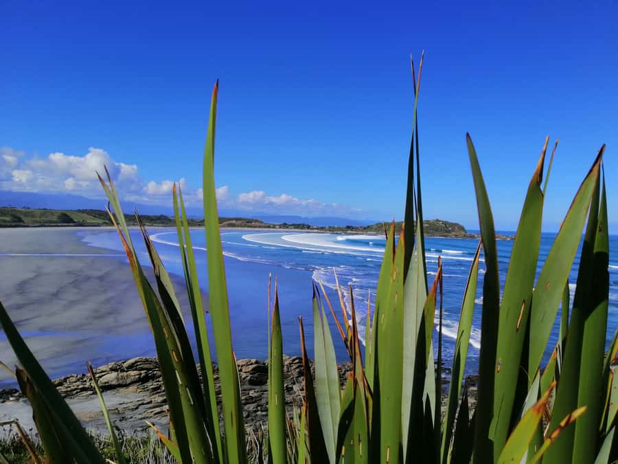 From Greymouth: Highlights West Coast Day Tour - Why this West Coast day tour works