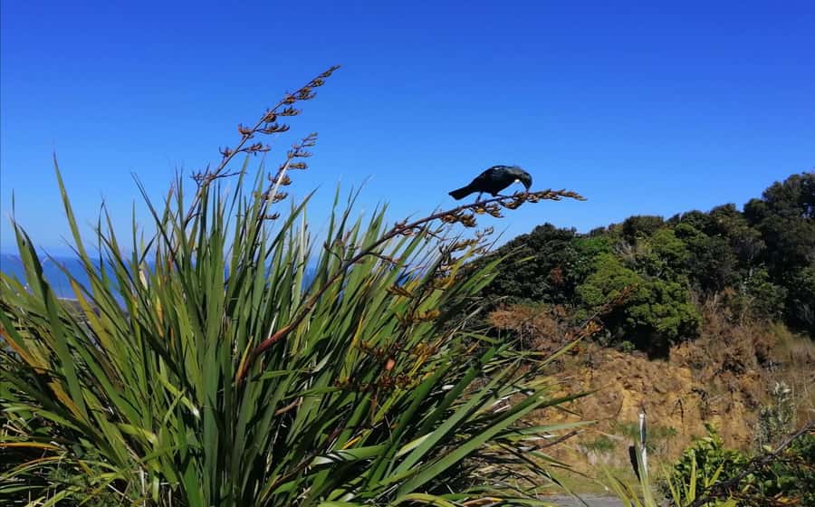 From Greymouth: Highlights West Coast Day Tour - 9.10am: Walking among Punakaiki Pancake Rocks