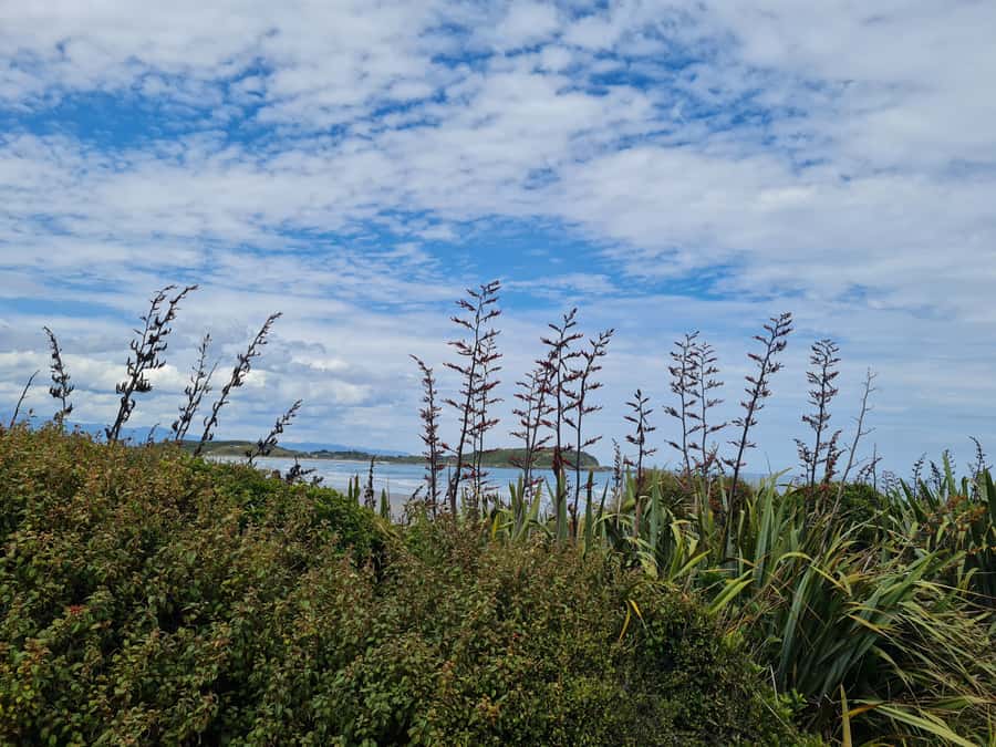 From Greymouth: Highlights West Coast Day Tour - 2.30pm: Reefton, gin, and local character