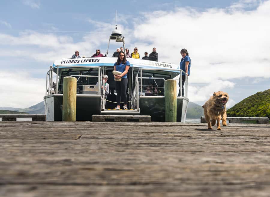 From Havelock: Marlborough Sounds Mail Boat Full-Day Cruise - Key points to know before you go