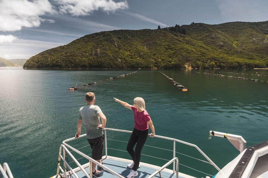 From Havelock: Marlborough Sounds Mail Boat Full-Day Cruise - Watching for dolphins, seals, penguins, and stingrays