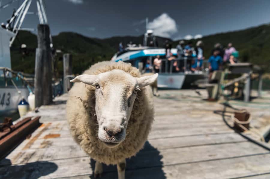 From Havelock: Marlborough Sounds Mail Boat Full-Day Cruise - Starting at Pier B in Havelock