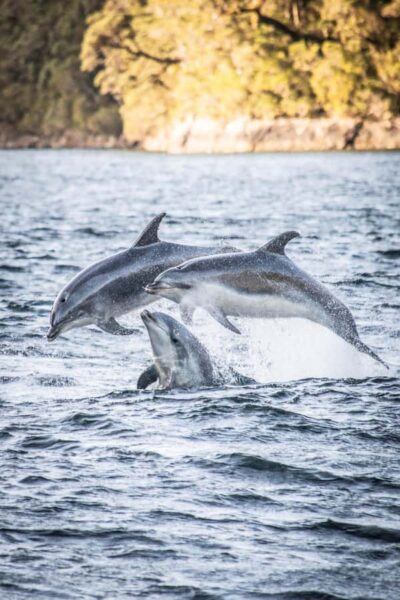 Doubtful Sound Overnight Cruise