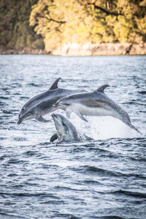 From Manapouri: Doubtful Sound Overnight Cruise - Crossing Lake Manapouri before the fiord
