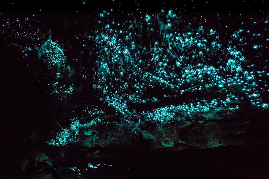 From Paihia: Kawiti Glowworm Caves Guided Tour - A 45-minute walk under the limestone