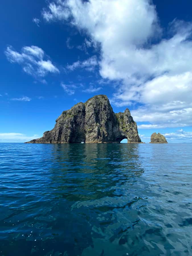 From Paihia: Scenic Cruise with Roberton Island Stopover - Wildlife spotting around the Bay of Islands