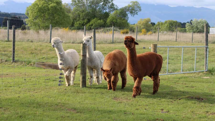 From Queenstown: Coach, Farm Tour & Milford Nature Cruise - Is $218 good value?