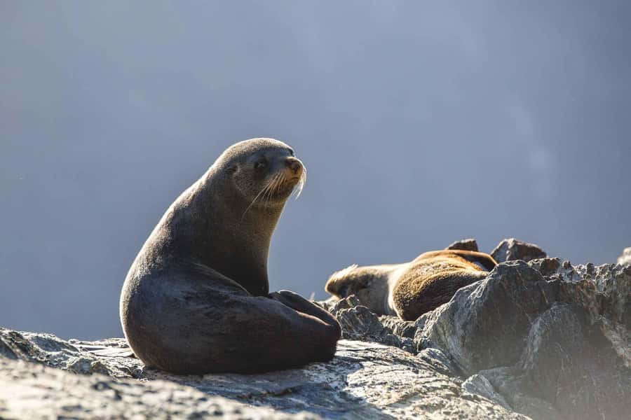 From Queenstown: Milford Sound Cruise and Coach Day Tour - Rain does not ruin Milford Sound