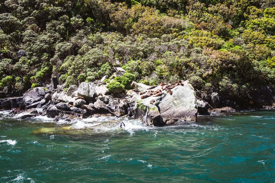 From Queenstown: Milford Sound Cruise and Scenic Drive - Waterfalls, seals, dolphins, and seasonal penguins