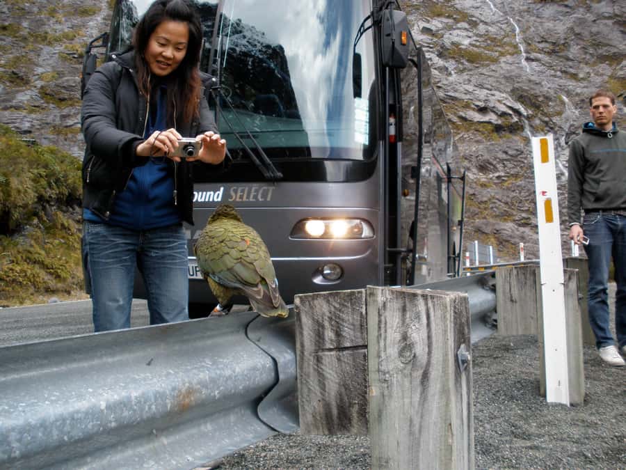 From Queenstown: Milford Sound Premium Day Tour and Cruise - The five-hour return and how to handle it