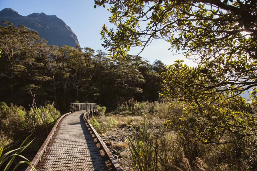 From Queenstown: Milford Sound Scenic Flight & Nature Tour - Lunch With the Sound in Front of You
