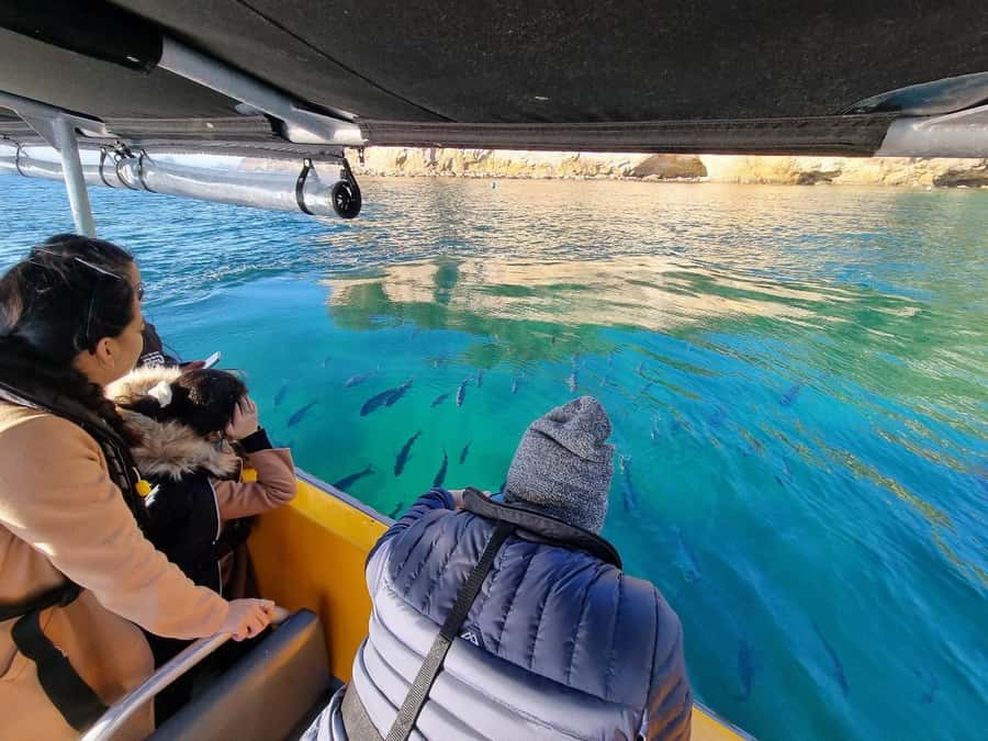 From Tairua: 2 Hour Cathedral Cove Tour with Local Guide - Why this Tairua boat tour is worth considering