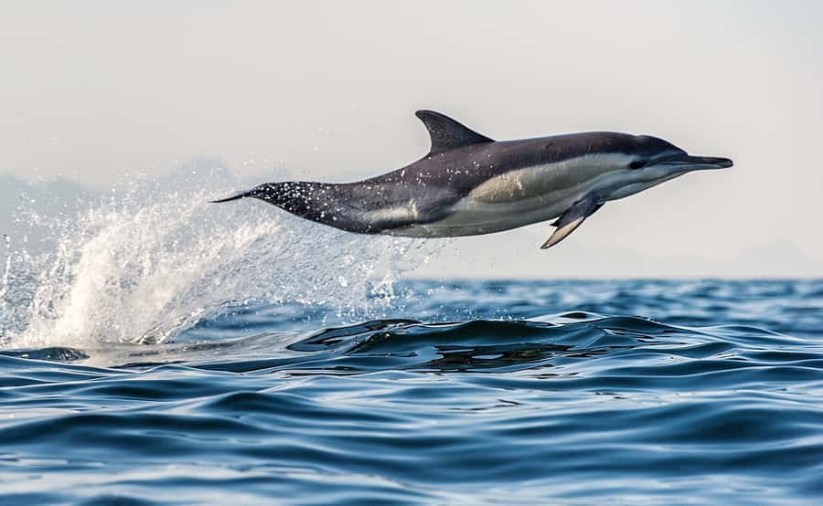 From Tauranga: Dolphin and Wildlife Cruise - Key points to know before you book