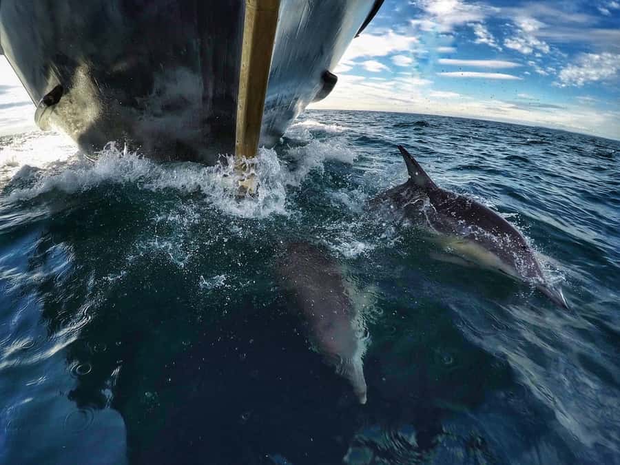 From Tauranga: Dolphin and Wildlife Cruise - Is the $104 price good value?