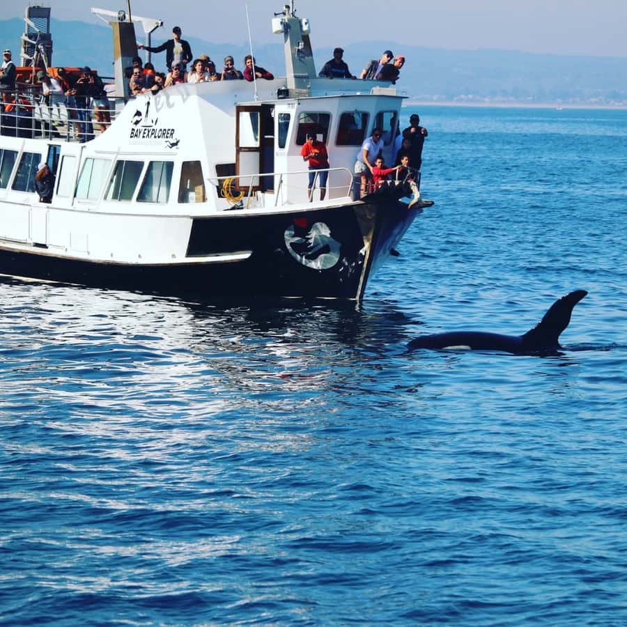 From Tauranga: Dolphin and Wildlife Cruise - Leaving Tauranga at 9 am