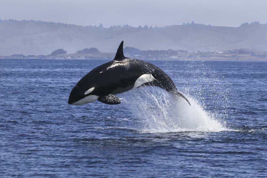 From Tauranga: Dolphin and Wildlife Cruise - Mount Maunganui from the water
