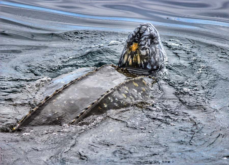 From Tauranga: Dolphin and Wildlife Cruise - Searching the Bay of Plenty for wildlife