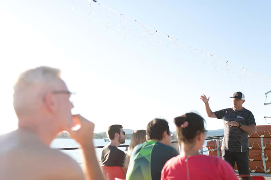 From Tauranga: Dolphin and Wildlife Cruise - What dolphin encounters can be like