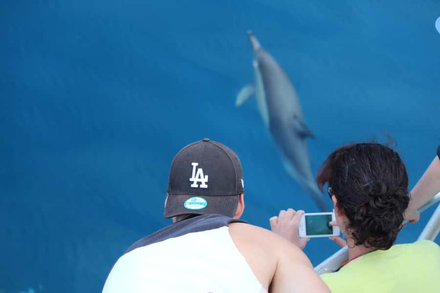 From Tauranga: Dolphin and Wildlife Cruise - Penguins, whales, orca, sharks, and seabirds