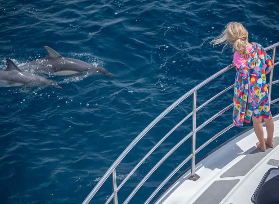 From Tauranga: Half-Day Swimming with Dolphins Tour - Key Points Before You Book