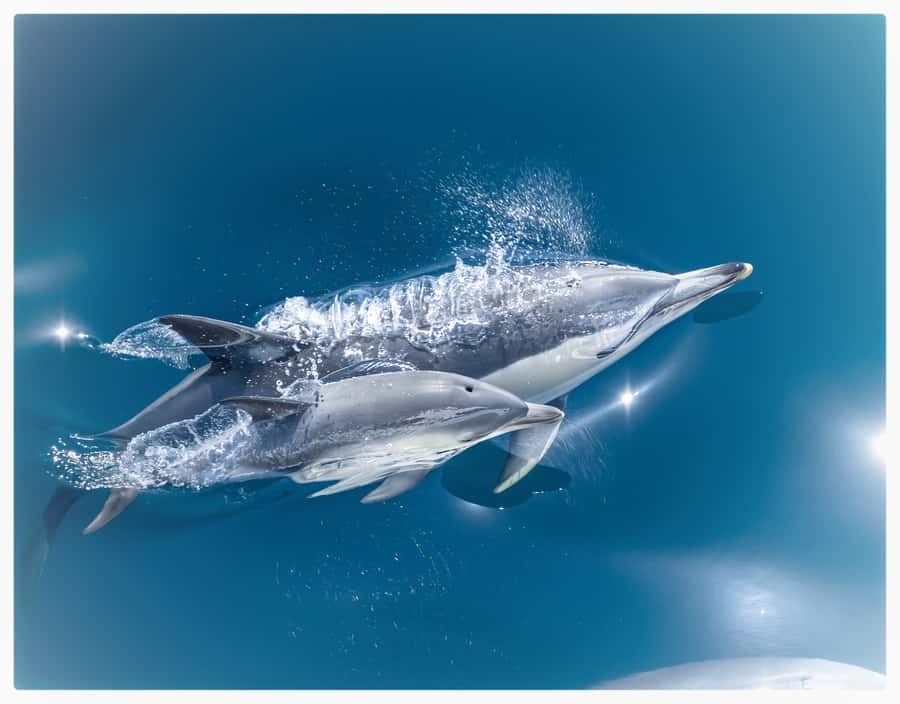 From Tauranga: Half-Day Swimming with Dolphins Tour - Leaving Tauranga for the Bay of Plenty