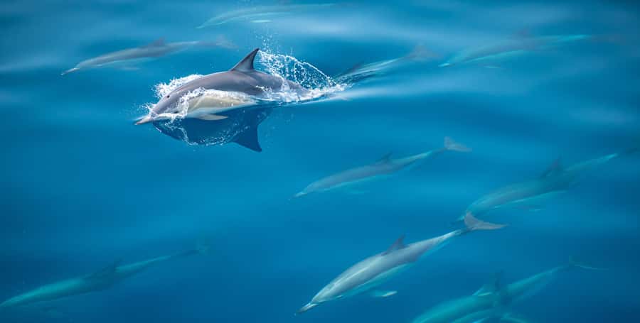 From Tauranga: Half-Day Swimming with Dolphins Tour - Swimming With Dolphins, When Conditions Allow