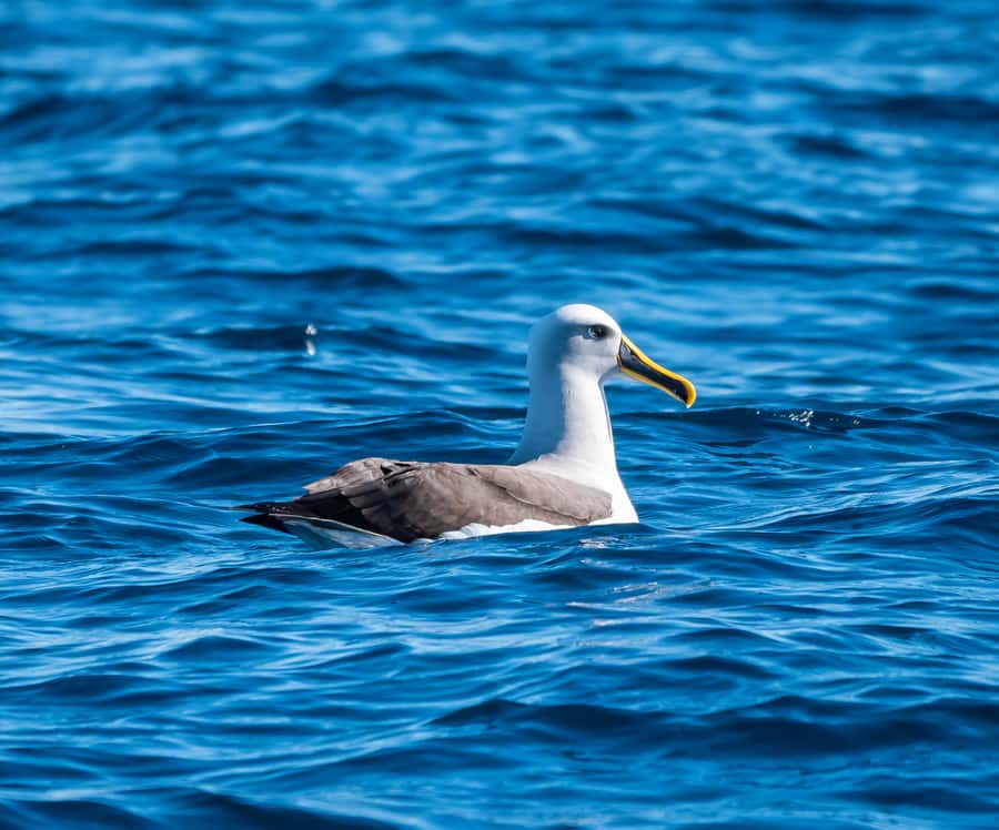 From Tauranga: Half-Day Swimming with Dolphins Tour - A Five-Hour Trip With Real Ocean Conditions
