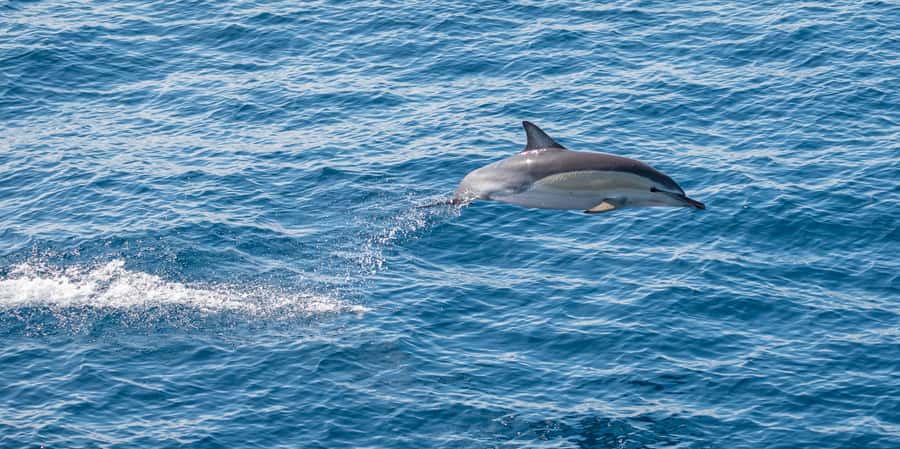 From Tauranga: Half-Day Swimming with Dolphins Tour - Children, Swimming Ability, and What to Pack