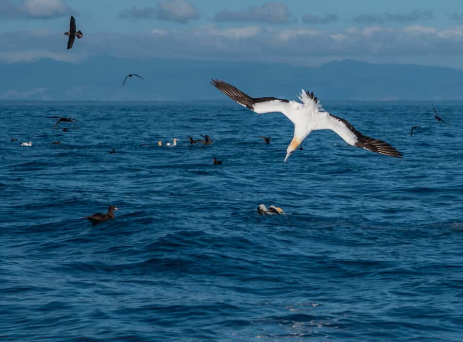 From Tauranga: Half-Day Swimming with Dolphins Tour - Is $98 Good Value for Five Hours?