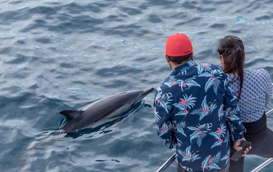 From Tauranga: Half-Day Swimming with Dolphins Tour - Who Will Enjoy This Trip Most?