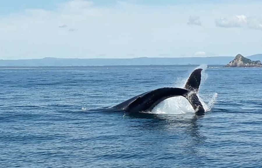 From Tauranga: Half-Day Swimming with Dolphins Tour - Booking Advice for Tauranga
