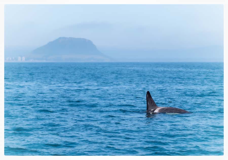 From Tauranga: Half-Day Swimming with Dolphins Tour - Finding Common Dolphins in Open Water