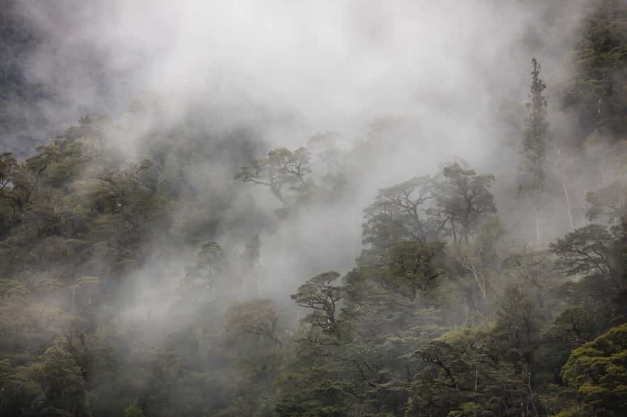 From Te Anau: Doubtful Sound Coach & Cruise - Wildlife: what you may see