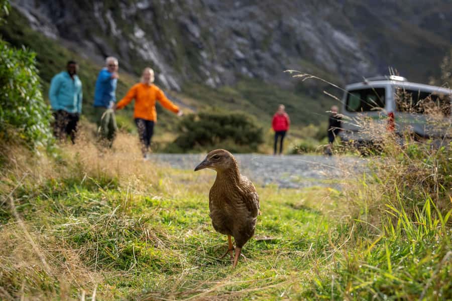From Te Anau: Milford Sound Coach, Cruise, and Walks - Two hours on Milford Sound and out toward the Tasman Sea